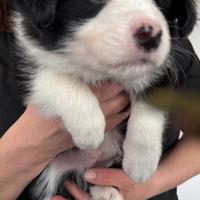 Cuccioli di border collie