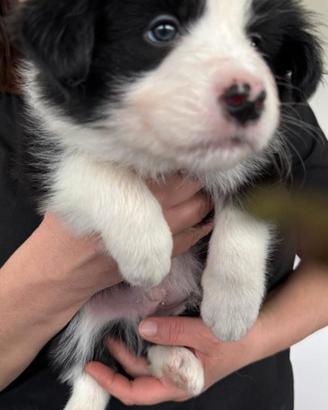 Cuccioli di border collie