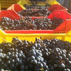 uva da vino 