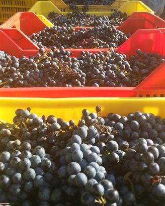 uva da vino 