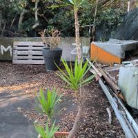 pianta di yucca grande