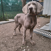 Cucciolo BRACCO WEIMARANER pedigree ENCI