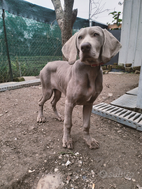 Cucciolo BRACCO WEIMARANER pedigree ENCI