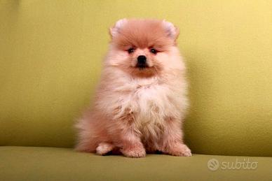 Pomerania mini toy cuccioli