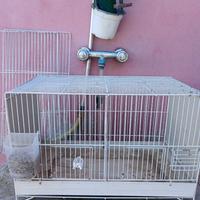 Gabbie per canarini