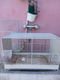 Gabbie per canarini