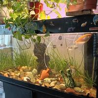 ACQUARIO 240 Lt. 