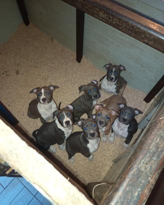 Cuccioli di american Staffordhire terrier