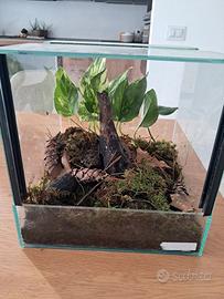 terrario