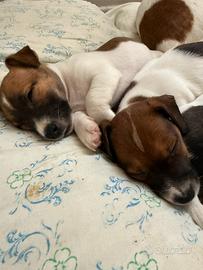 Cuccioli Jack Russell