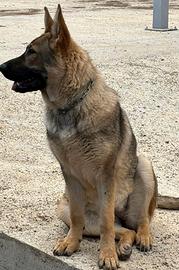 Pastore tedesco da lavoro