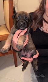 Cuccioli di Pastore Belga Malinois