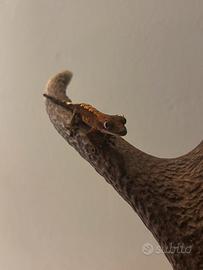 Geco ciliatus