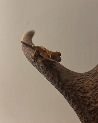 Geco ciliatus