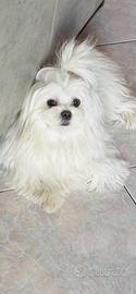 Maltese toy coreano