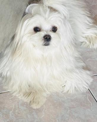 Maltese toy coreano