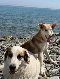 Lunita & Simba