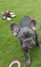 Cuccioli bulldog francese maschi femmine