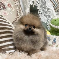 Cuccioli spitz pomerania maschi e femmine