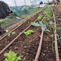 Terreno /serre agriole per coltivazione