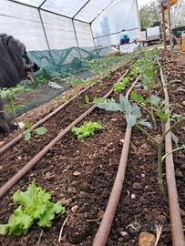 Terreno /serre agriole per coltivazione