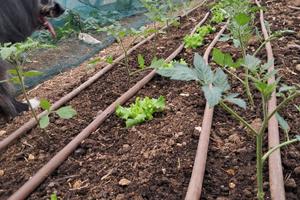 Terreno /serre agriole per coltivazione