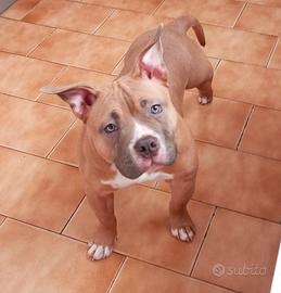 American Bully