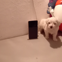 Cucciolo Maltipoo mini toy da borsetta