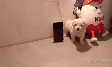 Cucciolo Maltipoo mini toy da borsetta