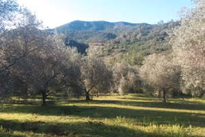 Oliveto
