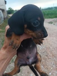 cuccioli bassotto. 