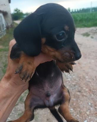 cuccioli bassotto. 