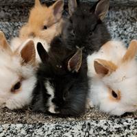 Conigli nani testa di leone