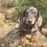 Cuccioli di bassotto