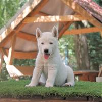 Cucciolo di Siberian Husky bianco