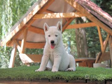 Cucciolo di Siberian Husky bianco
