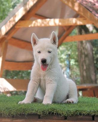 Cucciolo di Siberian Husky bianco