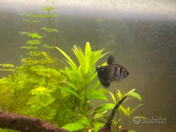 Black skirt tetra/gymnetocorymbus