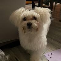 Cucciola di Maltese