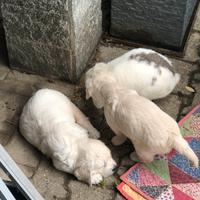 Cuccioli golden retriver