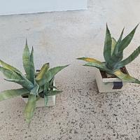 pianta agave 