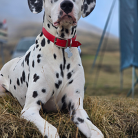 Due dalmata maschi per monta