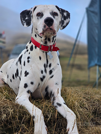 Due dalmata maschi per monta