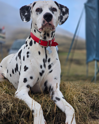 Due dalmata maschi per monta