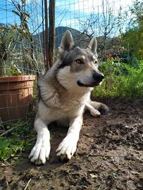 Cane lupo cecoslovacco per monta