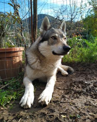 Cane lupo cecoslovacco per monta