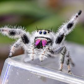 Phidippus regius Bahamas white