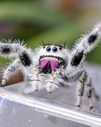 Phidippus regius Bahamas white
