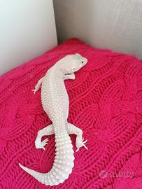 Diablo Blanco