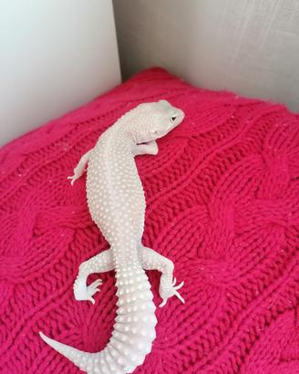 Diablo Blanco